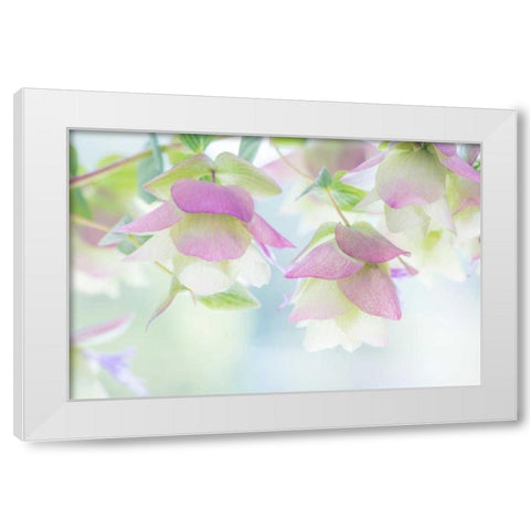 Ornamental Oregano II White Modern Wood Framed Art Print by Mahan, Kathy