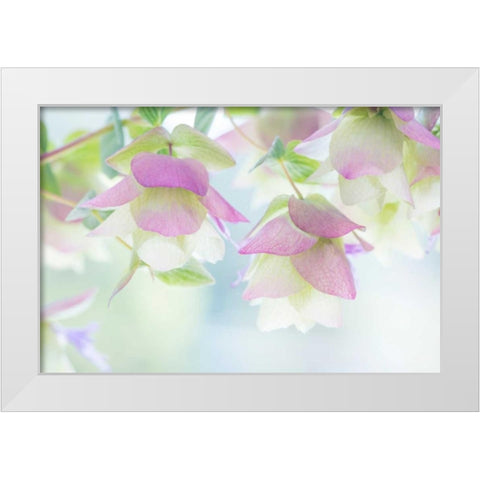 Ornamental Oregano II White Modern Wood Framed Art Print by Mahan, Kathy