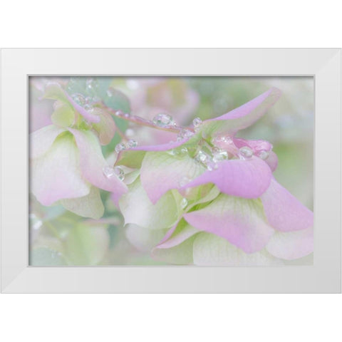 Ornamental Oregano III White Modern Wood Framed Art Print by Mahan, Kathy