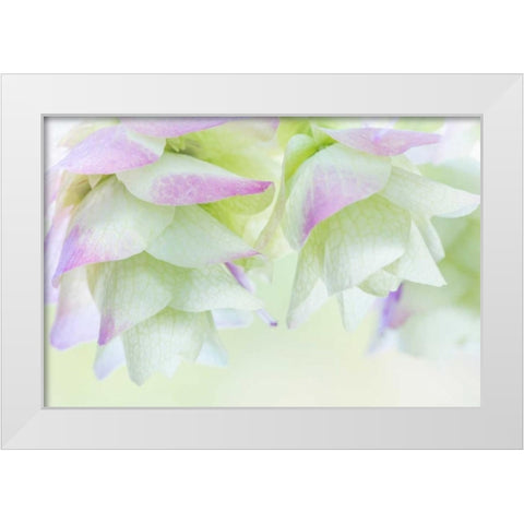 Ornamental Oregano IV White Modern Wood Framed Art Print by Mahan, Kathy