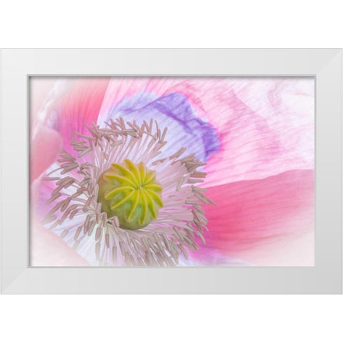 Poppy High Key I White Modern Wood Framed Art Print by Mahan, Kathy