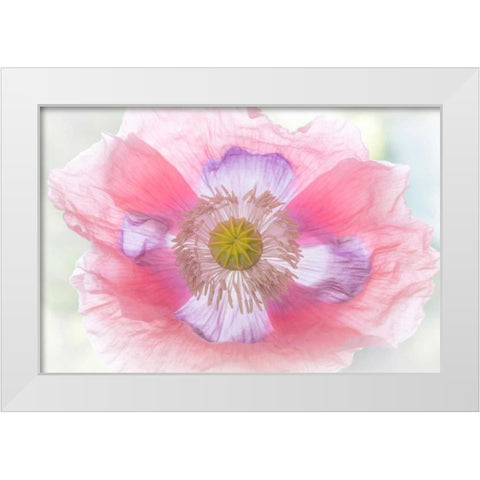 Poppy Hih Key II White Modern Wood Framed Art Print by Mahan, Kathy