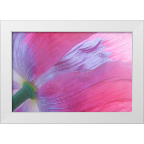 Pink Poppy I White Modern Wood Framed Art Print by Mahan, Kathy