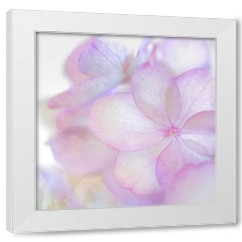Pink Hydrangea II White Modern Wood Framed Art Print by Mahan, Kathy