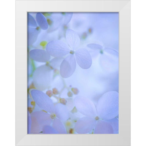 Hydrangea Paniculata II White Modern Wood Framed Art Print by Mahan, Kathy