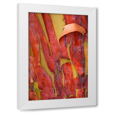 Madrona Bark I White Modern Wood Framed Art Print by Mahan, Kathy
