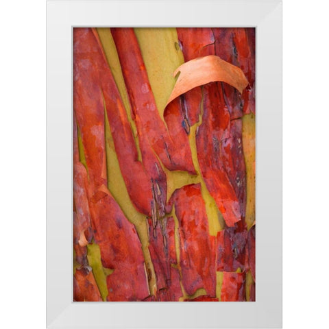 Madrona Bark I White Modern Wood Framed Art Print by Mahan, Kathy