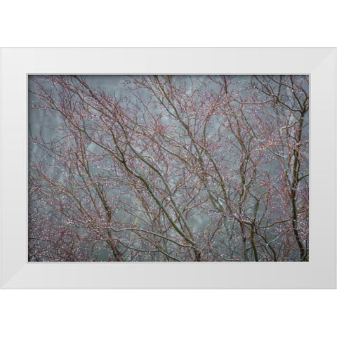 Winter Tree Limbs II White Modern Wood Framed Art Print by Mahan, Kathy