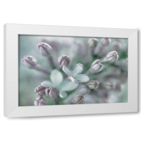 Lilac Blossom I White Modern Wood Framed Art Print by Mahan, Kathy