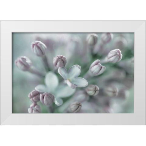 Lilac Blossom I White Modern Wood Framed Art Print by Mahan, Kathy