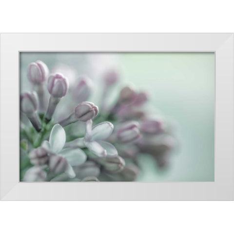 Lilac Blossom II White Modern Wood Framed Art Print by Mahan, Kathy