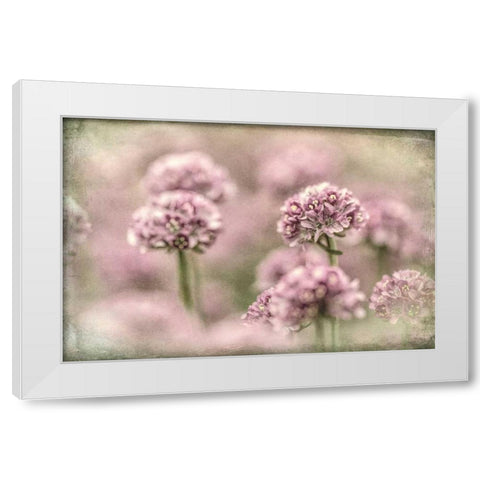 Sea Thrift I White Modern Wood Framed Art Print by Mahan, Kathy
