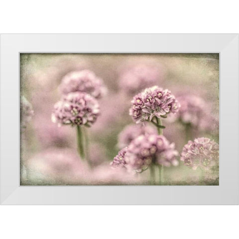 Sea Thrift I White Modern Wood Framed Art Print by Mahan, Kathy