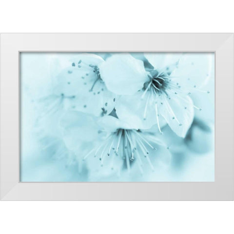 Cherry Blossom II White Modern Wood Framed Art Print by Mahan, Kathy