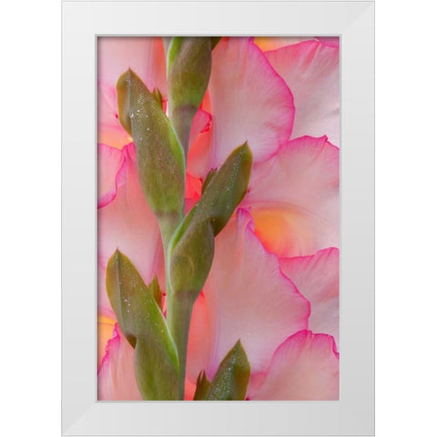 Pink Gladiola I White Modern Wood Framed Art Print by Mahan, Kathy