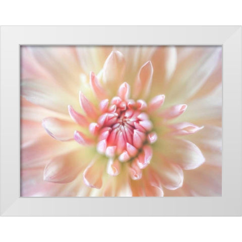 Dahlia Close Up I White Modern Wood Framed Art Print by Mahan, Kathy