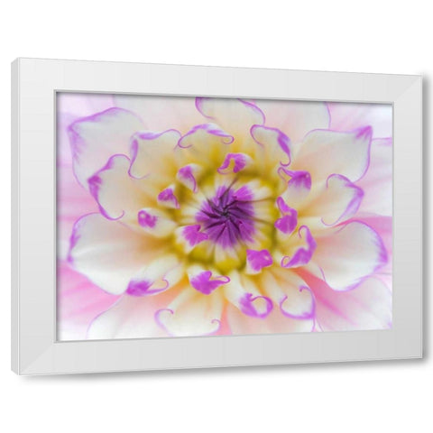 Dahlia Close Up III White Modern Wood Framed Art Print by Mahan, Kathy