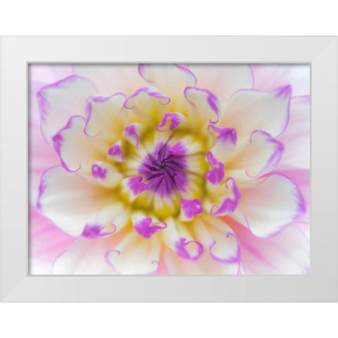 Dahlia Close Up III White Modern Wood Framed Art Print by Mahan, Kathy