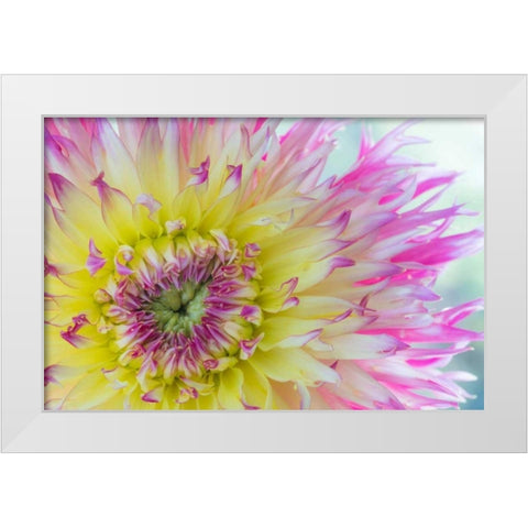 Dahlia Close Up IV White Modern Wood Framed Art Print by Mahan, Kathy