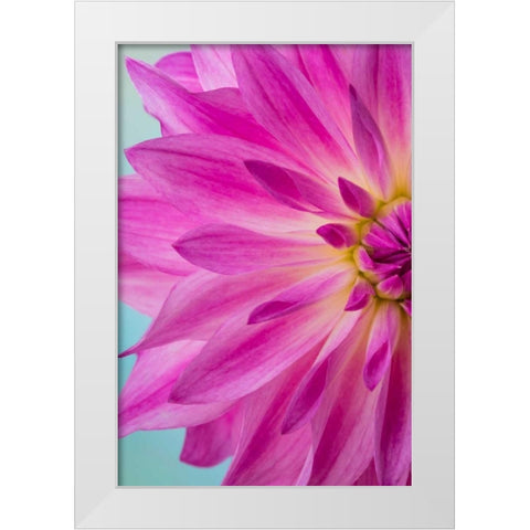 Pink Dahlia I White Modern Wood Framed Art Print by Mahan, Kathy