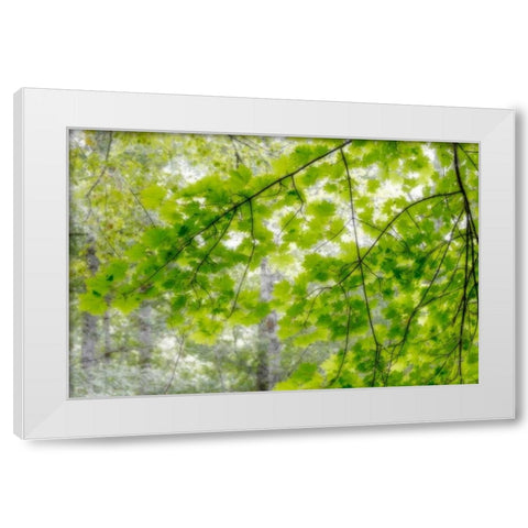 Big Leaf Maple I White Modern Wood Framed Art Print by Mahan, Kathy