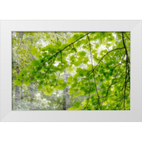 Big Leaf Maple I White Modern Wood Framed Art Print by Mahan, Kathy