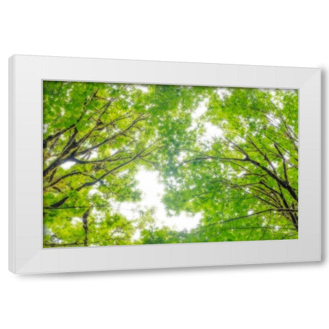 Big Leaf Maple II White Modern Wood Framed Art Print by Mahan, Kathy