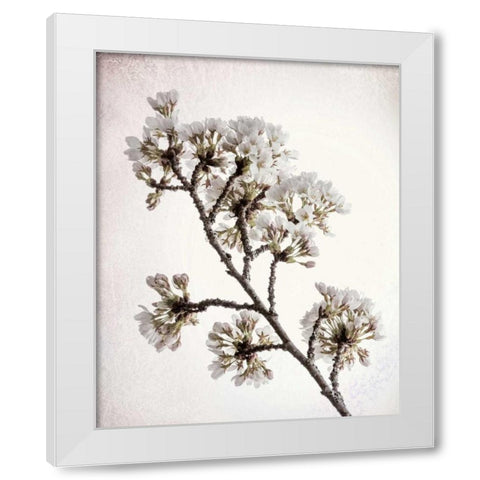 Flowering Cherry II White Modern Wood Framed Art Print by Mahan, Kathy