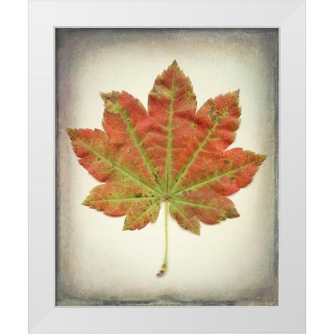 Maple Leaf II White Modern Wood Framed Art Print by Mahan, Kathy