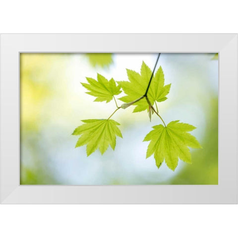 Vine Maple II White Modern Wood Framed Art Print by Mahan, Kathy