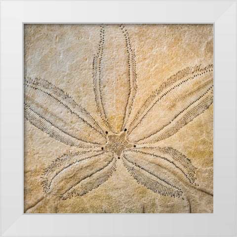 Sand Dollar Design White Modern Wood Framed Art Print by Mahan, Kathy