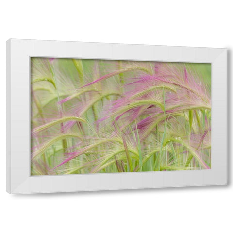 Foxtail Barley II White Modern Wood Framed Art Print by Mahan, Kathy