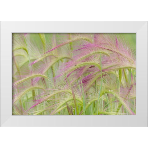 Foxtail Barley II White Modern Wood Framed Art Print by Mahan, Kathy