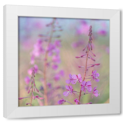 Fireweed I White Modern Wood Framed Art Print by Mahan, Kathy