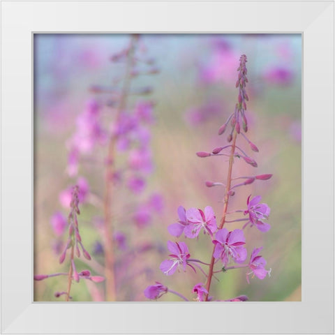 Fireweed I White Modern Wood Framed Art Print by Mahan, Kathy