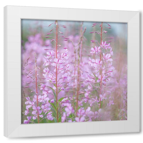 Fireweed II White Modern Wood Framed Art Print by Mahan, Kathy