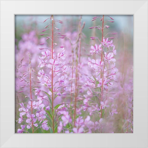 Fireweed II White Modern Wood Framed Art Print by Mahan, Kathy