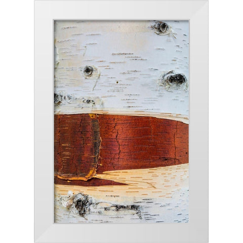 Paper Birch White Modern Wood Framed Art Print by Mahan, Kathy