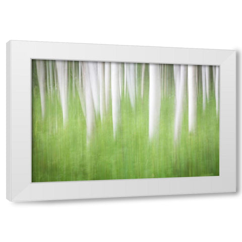 Birch in Motion White Modern Wood Framed Art Print by Mahan, Kathy