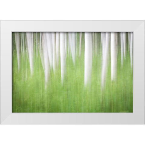 Birch in Motion White Modern Wood Framed Art Print by Mahan, Kathy
