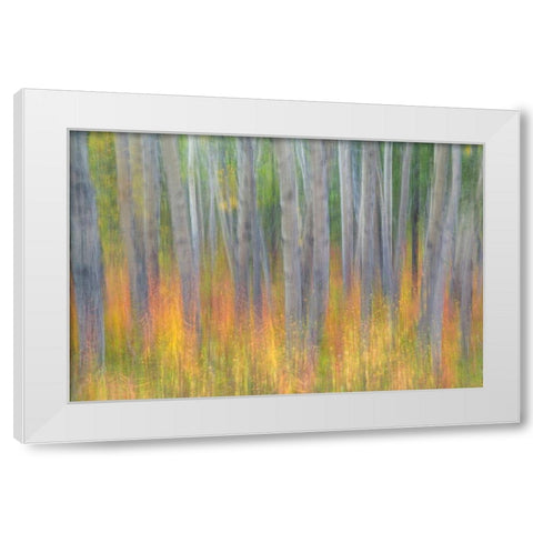 Aspen in Motion I White Modern Wood Framed Art Print by Mahan, Kathy