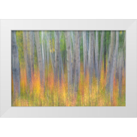 Aspen in Motion I White Modern Wood Framed Art Print by Mahan, Kathy