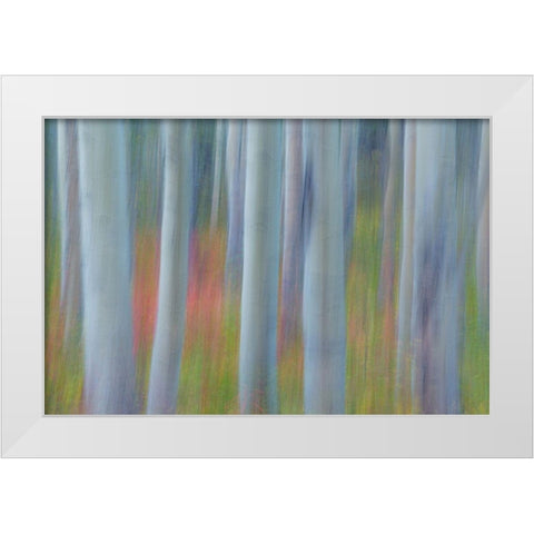 Aspen in Motion II White Modern Wood Framed Art Print by Mahan, Kathy