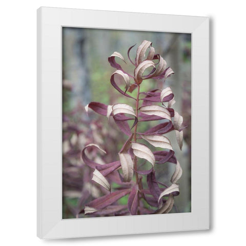 Fireweed in Fall I White Modern Wood Framed Art Print by Mahan, Kathy