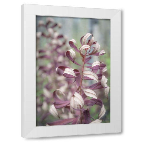 Fireweed in Fall II White Modern Wood Framed Art Print by Mahan, Kathy