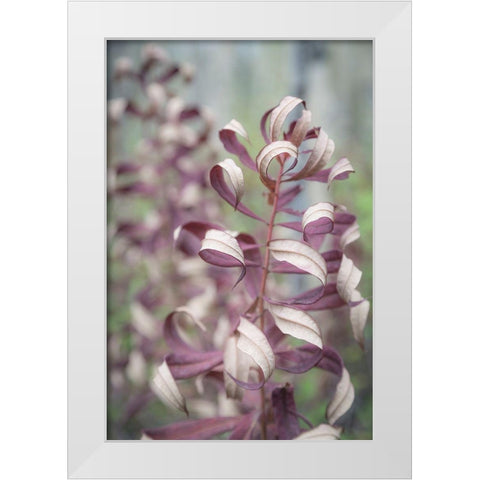 Fireweed in Fall II White Modern Wood Framed Art Print by Mahan, Kathy