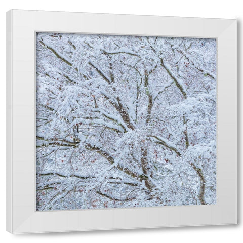 Snow Covered Trees I White Modern Wood Framed Art Print by Mahan, Kathy