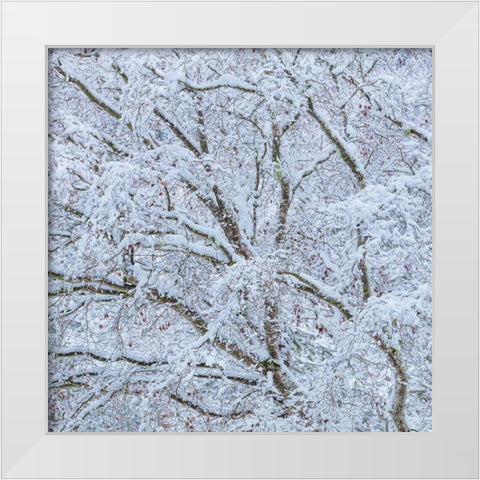 Snow Covered Trees I White Modern Wood Framed Art Print by Mahan, Kathy