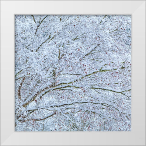Snow Covered Trees II White Modern Wood Framed Art Print by Mahan, Kathy