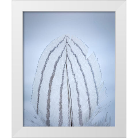 Feather Study II White Modern Wood Framed Art Print by Mahan, Kathy